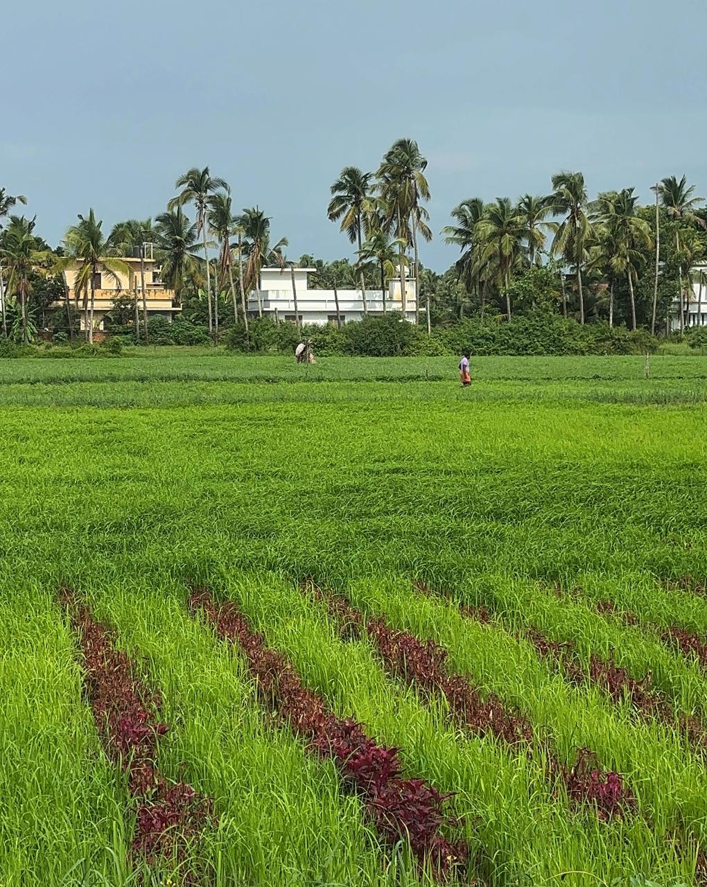 Poothali