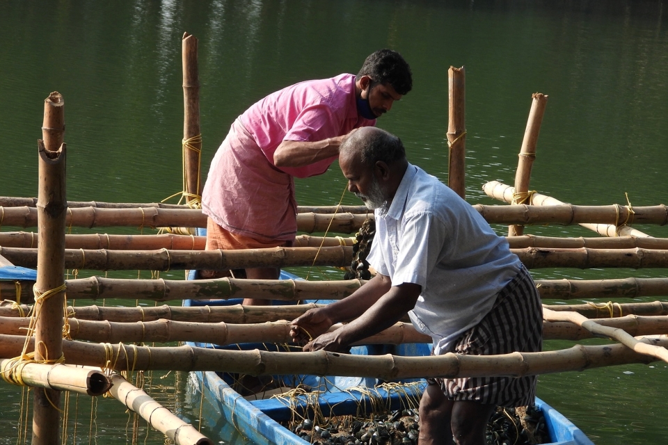 Green Mussel Farms