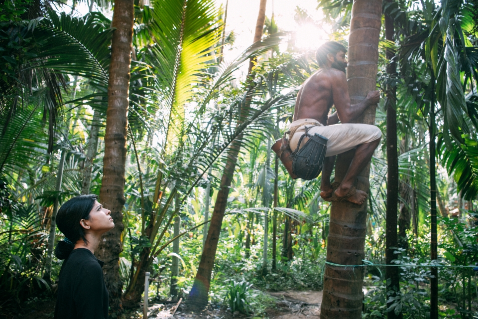 Toddy Tapping